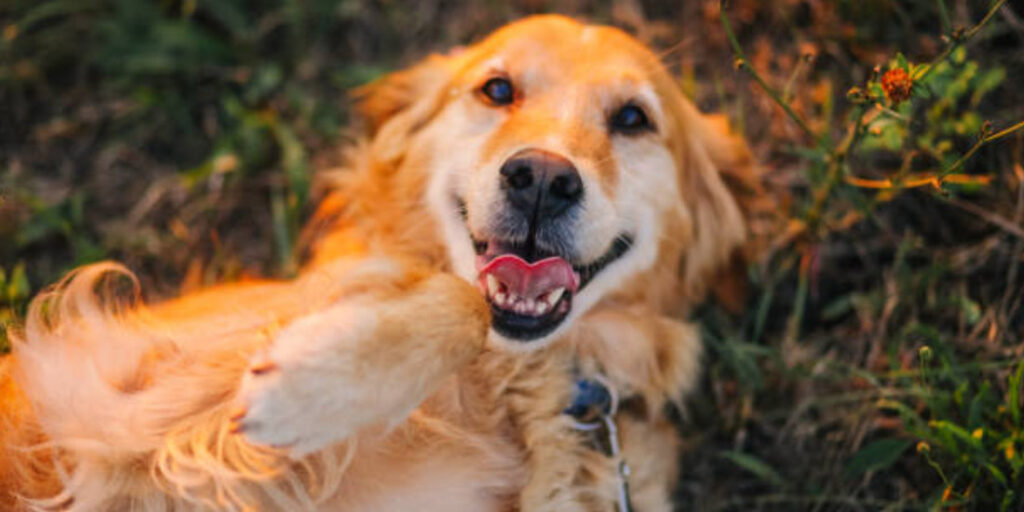 Golden retriever: características e cuidados com a saúde