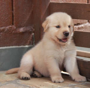 GOLDEN RETRIEVER EM APARTAMENTO – PARTE 2 DE 2