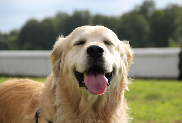 Descobrindo a História do Golden Retriever: Uma Jornada de Nobreza e Dedicação