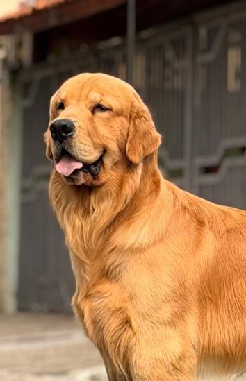 Shaggy Macho Golden Retriever
